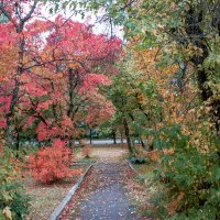 краски осени :: Владимир Зеленцов