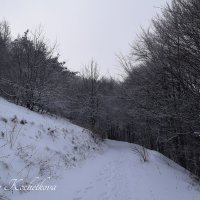 Природа Крыма :: Amazing Cosmea