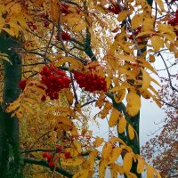 Ещё горит огнем костёр рябины :: Galina Solovova Ещё горит огнем костёр рябины :: Galina Solovova