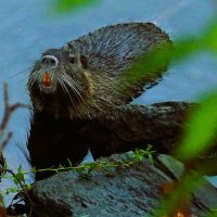 Осень в кадре(серия) :: Владимир Манкер Осень в кадре(серия) :: Владимир Манкер