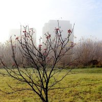 После тумана :: Марсель Валеев