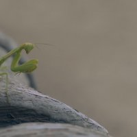 Жду любовь, всей моей Жизни. :: Елена Алексеева