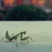 Богомол :: Елена Алексеева