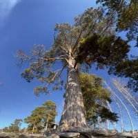 Мощь корней: основа жизни. :: Сергей Адигамов