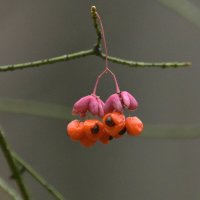 Бересклет. :: Алексей .