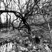 хитросплетения ветвей :: Артём 