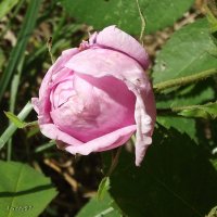 Роза :: Freddy 97