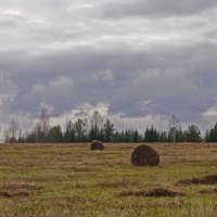 Осень, неубранное поле. :: Сергей Ц