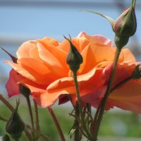 Розы... розы... :: viach Розы... розы... :: viach