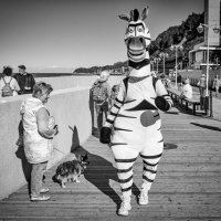 Светлогорская зебра :: Sergey 