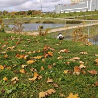 Ростовские зарисовки :: Александр Гапоненко