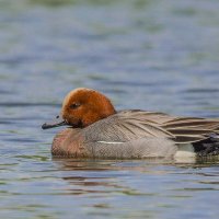 Свиязь. :: Nik Lovec