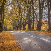 **** :: Елизавета .