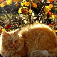 Домашние животные. :: жанна нечаева Домашние животные. :: жанна нечаева