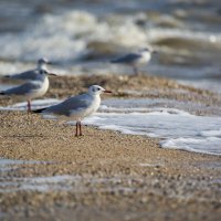 У моря :: Павел К