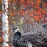 павлин :: Михаил Бибичков павлин :: Михаил Бибичков
