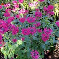 Монарда. :: Ирина ***