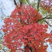 Чем не букет! :: Надежда Чем не букет! :: Надежда