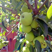 яблочки :: Гульфина Булатова