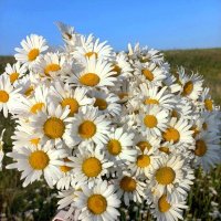 ромашки :: Гульфина Булатова