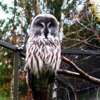 Бородатая неясыть в своём новом вольере :: Aida10 Бородатая неясыть в своём новом вольере :: Aida10