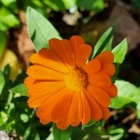 Утренняя радость :: Наталья 