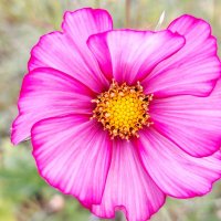 макро :: Наталья 