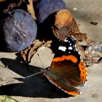 из жизни насекомых 8 :: Александр Прокудин