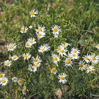 они на радость нам даны :: Олег Лукьянов