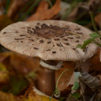 Осенний привет из молдавских лесов 4 :: александр донченко