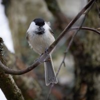 Большому куску рот радуется! :: Сергей Брюшинин
