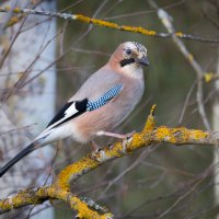 Сойка :: Сергей Брюшинин
