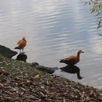 Тоже утки :: Дмитрий И_ Тоже утки :: Дмитрий И_