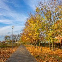 Краски осени :: Оксана Новик 