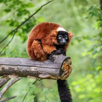 Лемур :: SanSan 