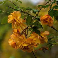 Желтая роза :: Игорь Сикорский