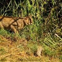 Камышовый кот притаился :: Александр Деревяшкин