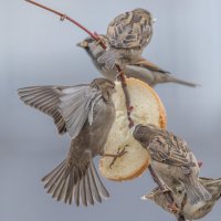 из жизни воробьев . :: юрий макаров