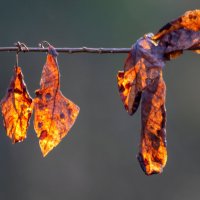 Осенний ювелирный гарнитур, серьги и бант. Янтарь октября. :: Евгений Тарасов 