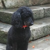 Торжественный пес :: Натали 