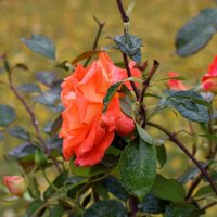 Октябрь раздаёт в подарок розы. :: Татьяна Помогалова