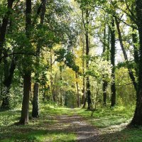 Картинки октября :: Рита Симонова