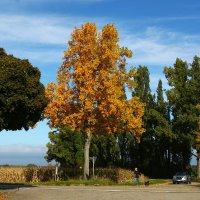 Солнечный день октября :: Юрий. Шмаков