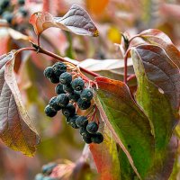 ... :: Светлана Ищенко