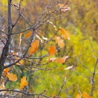 Уже дуб теряет последние листья... :: Юрий Куликов