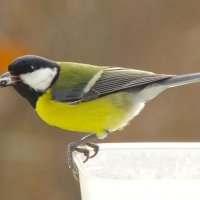 Синицы вторую порцию оканчивают ! :: Юрий Куликов Синицы вторую порцию оканчивают ! :: Юрий Куликов