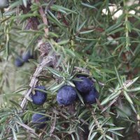 Можжевельник :: Freddy 97