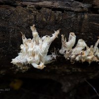 Ежовик на бревне :: Александр Синдерёв