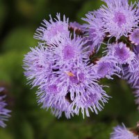 *** :: Мария Реброва