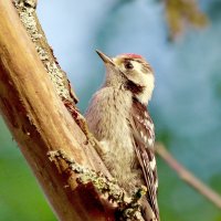 малый пёстрый дятел :: Andrey Bragin 